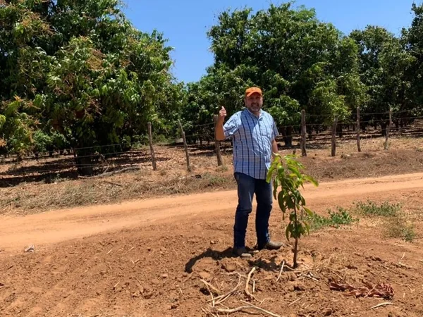 Plantación de Mangos