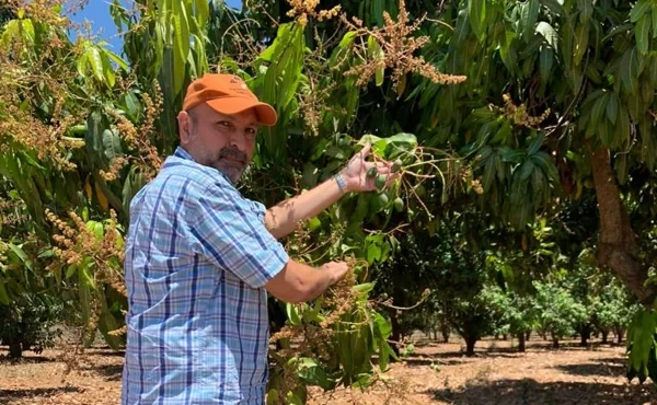 Mostrando mango en plantación